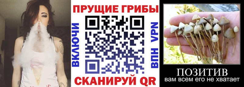Галлюциногенные грибы прущие грибы Бабаево